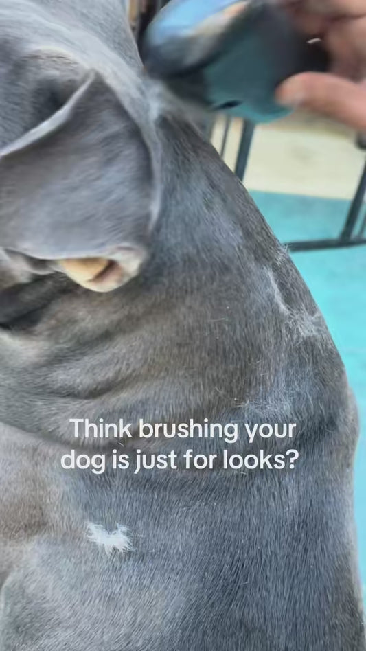 Pro Pet Deshedding Brush – Groom Smarter, Not Harder