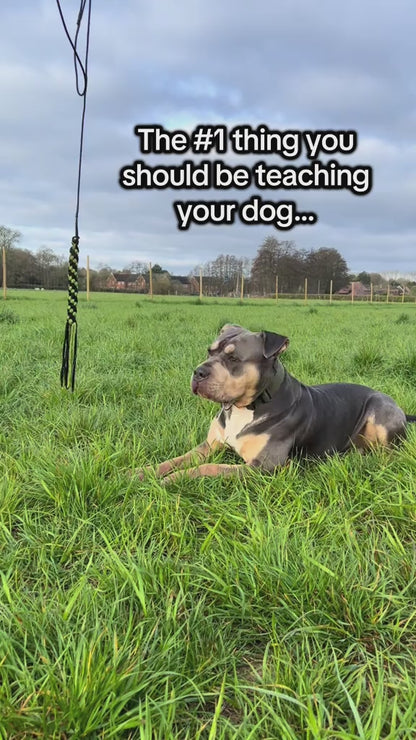 ChaseMate™ – The Ultimate Dog Flirt Pole for Play, Training & Bonding