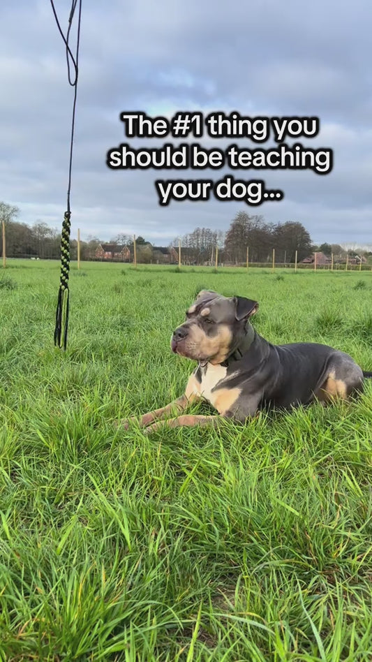 ChaseMate™ – The Ultimate Dog Flirt Pole for Play, Training & Bonding